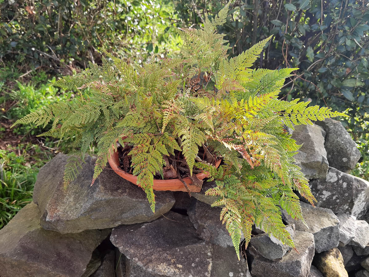 Davallia fejeensis 4